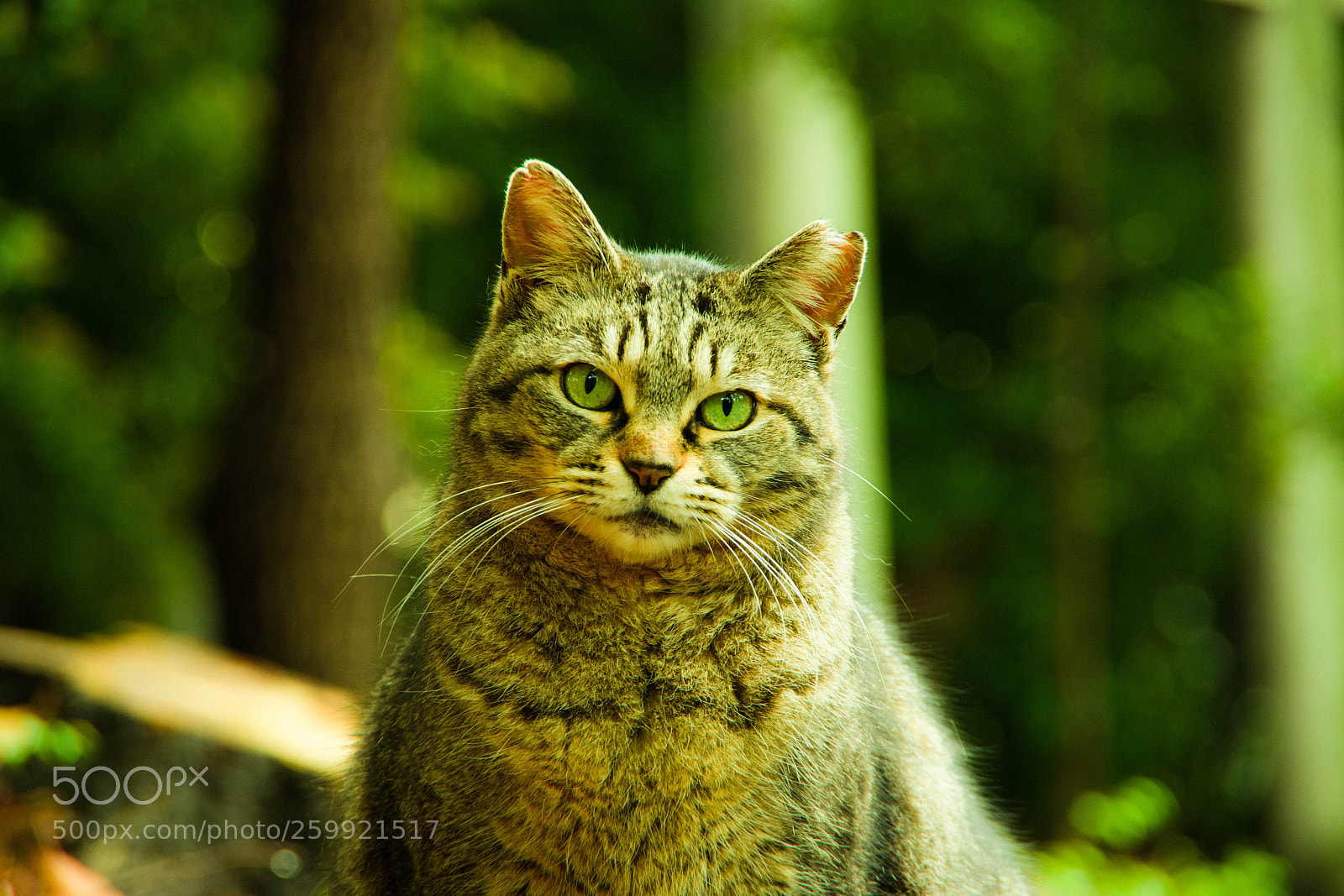 Pentax K-70 sample photo. Cat minh photography