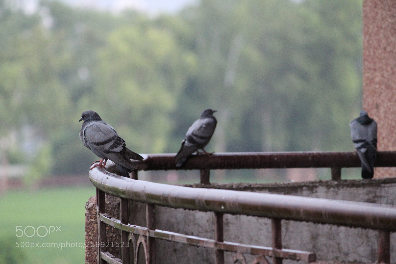 Canon EF-S 55-250mm F4-5.6 IS II sample photo. Img photography