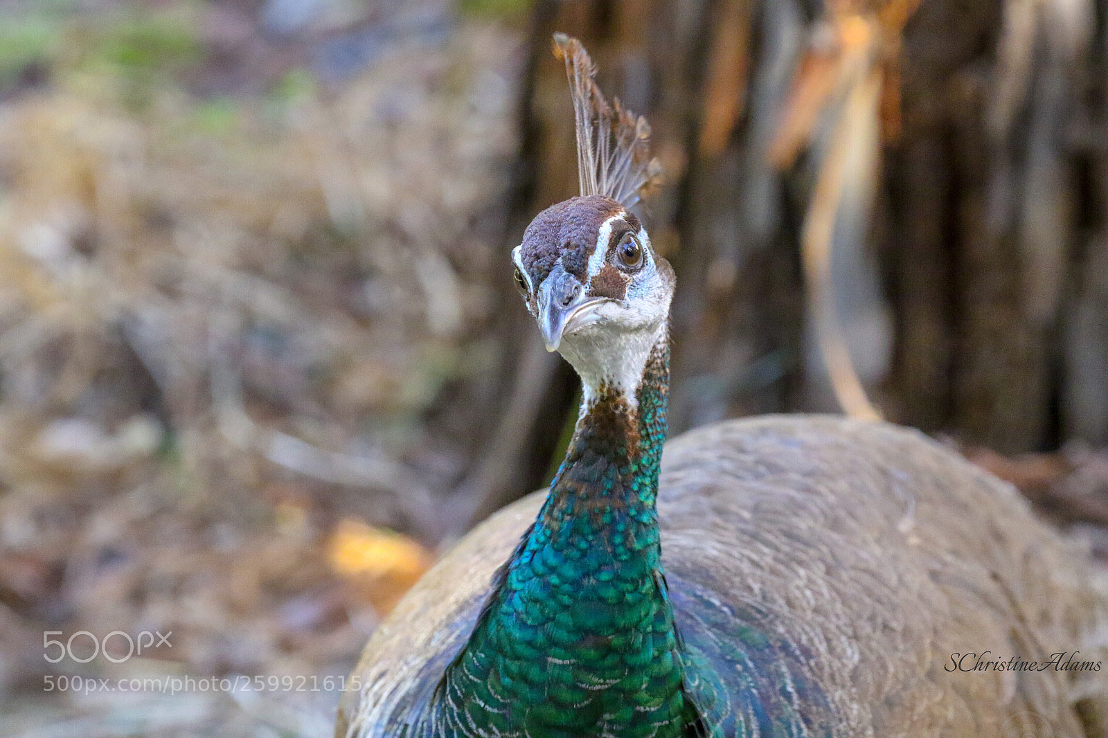 Canon EOS 7D Mark II sample photo. The queen photography