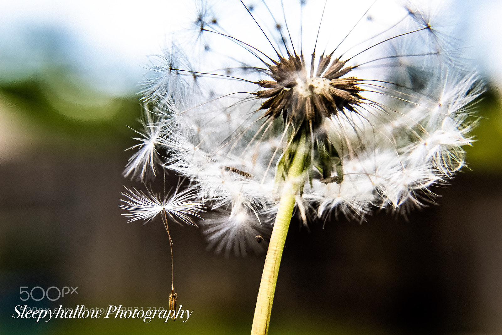 Canon EOS 1300D (EOS Rebel T6 / EOS Kiss X80) sample photo. More wishes photography