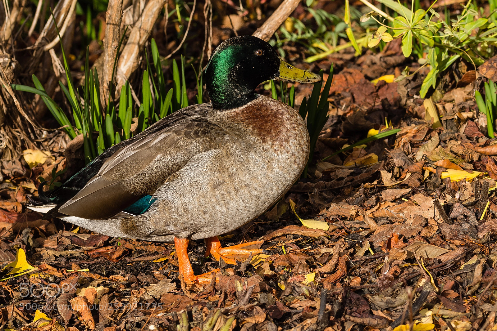 Canon EOS 60D sample photo. Paradise duck photography