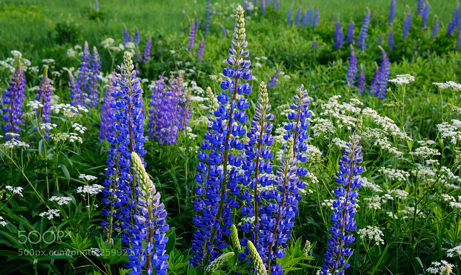 Fujifilm X-T20 sample photo. Meadow flowers photography