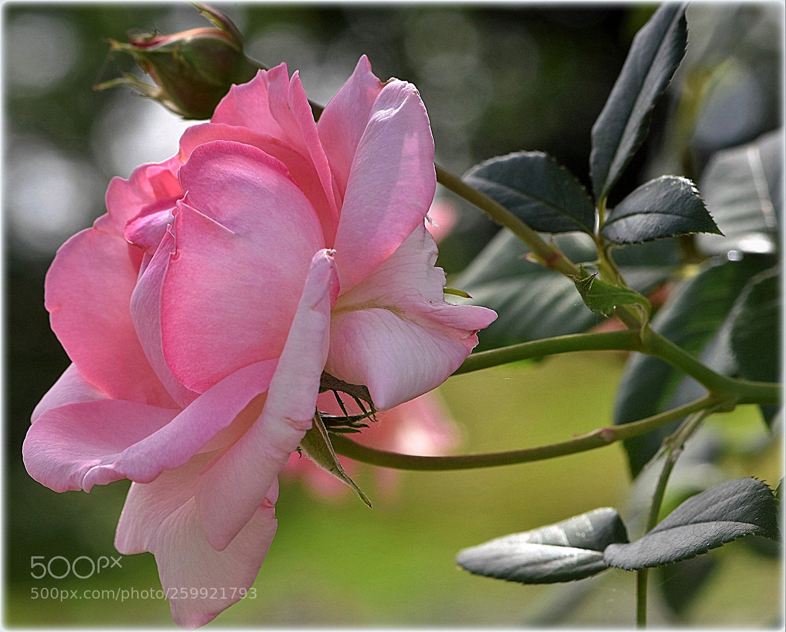 Nikon D7200 sample photo. "pink" photography