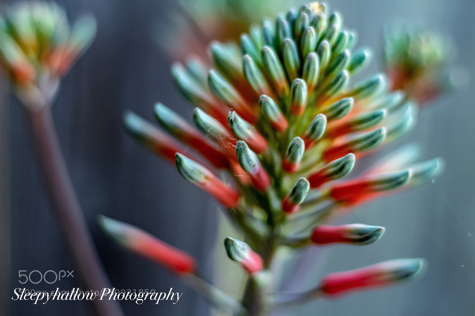 Canon EOS 1300D (EOS Rebel T6 / EOS Kiss X80) sample photo. Aloe blooms photography