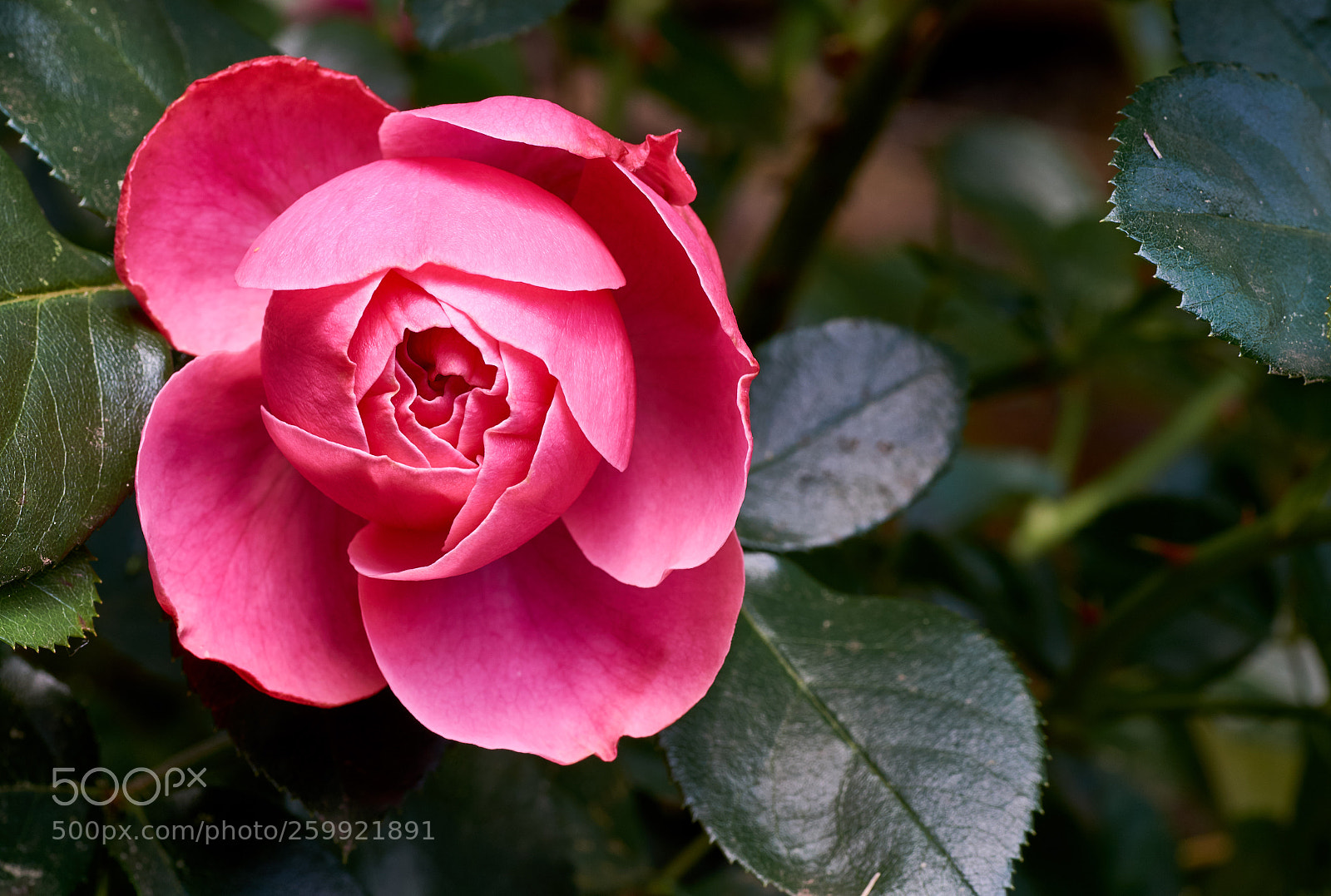 Sony SLT-A58 sample photo. Beautiful pink rose in photography