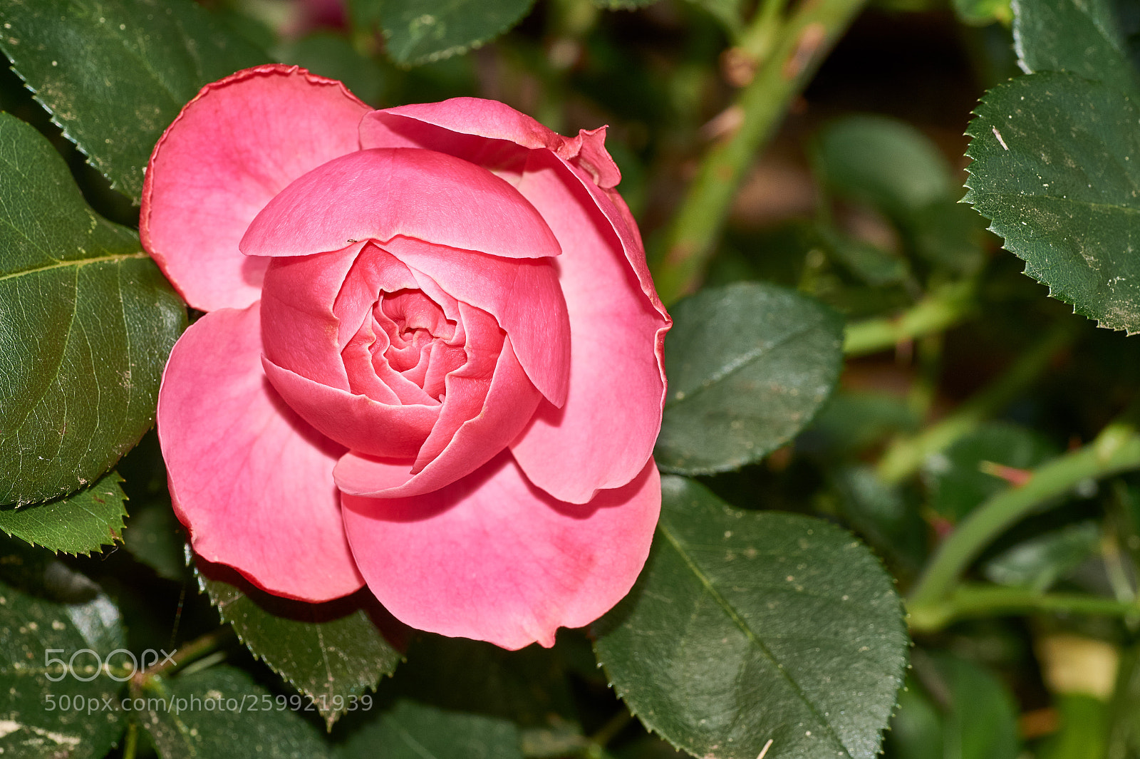 Sony SLT-A58 sample photo. Beautiful pink rose in photography