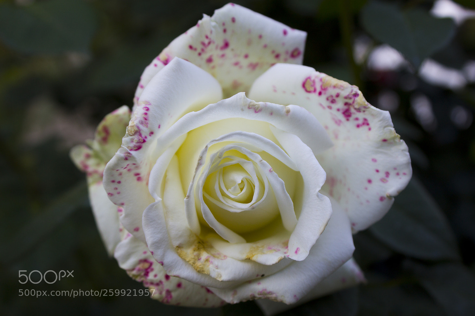 Canon EOS 1200D (EOS Rebel T5 / EOS Kiss X70 / EOS Hi) sample photo. Aspirin rose photography