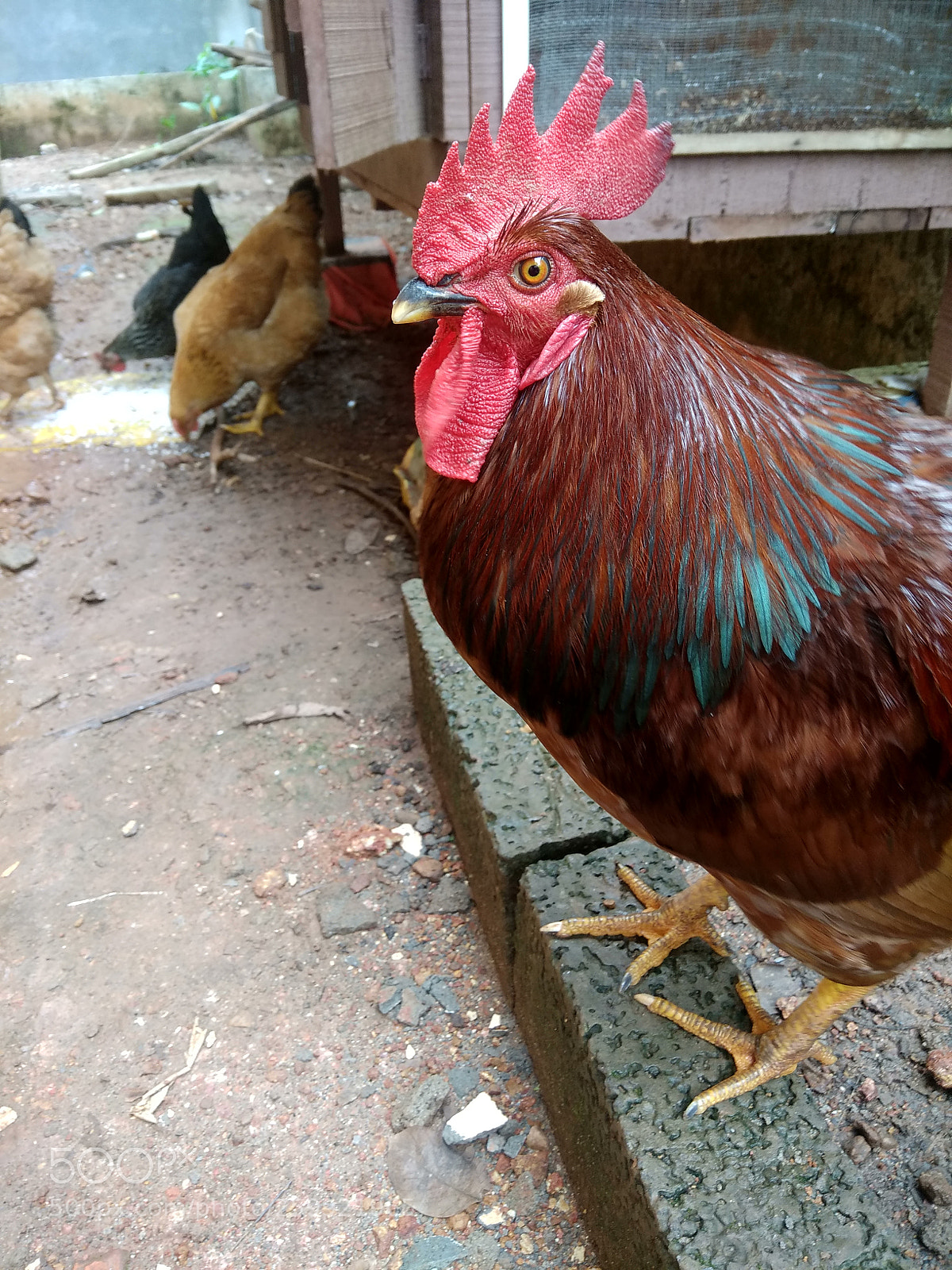 Xiaomi Redmi Note 4 sample photo. Male chicken photography