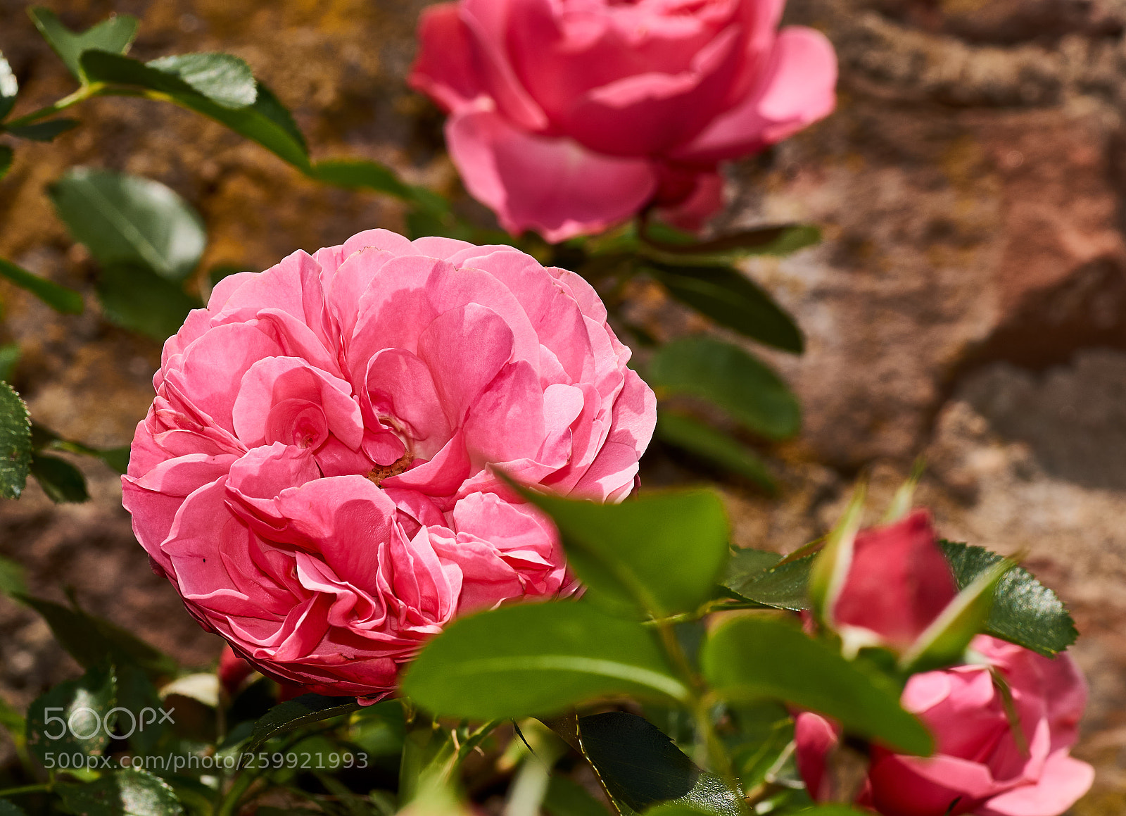 Sony SLT-A58 sample photo. Beautiful pink rose in photography