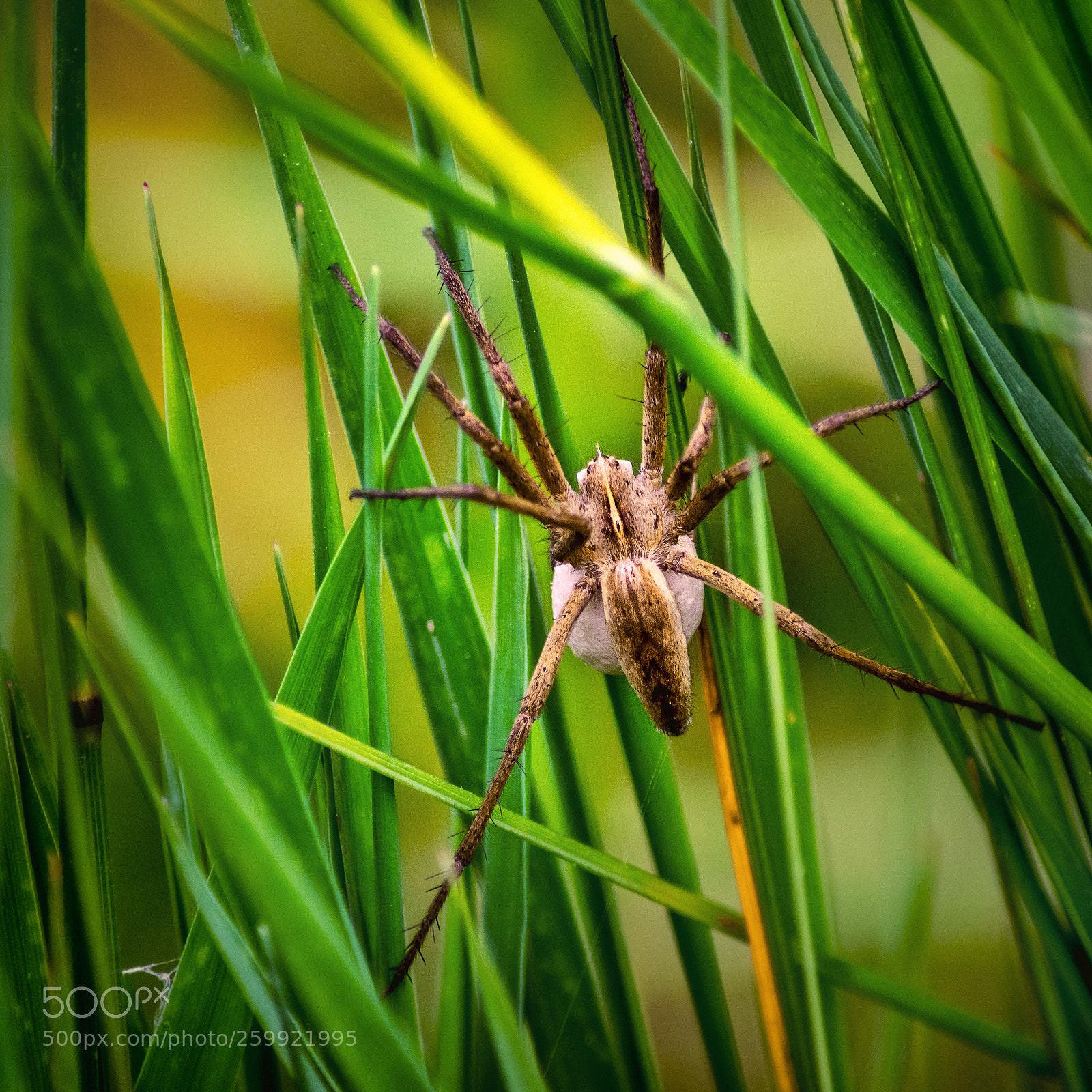 Nikon D7200 sample photo. Pisaura mirabilis ♀ photography