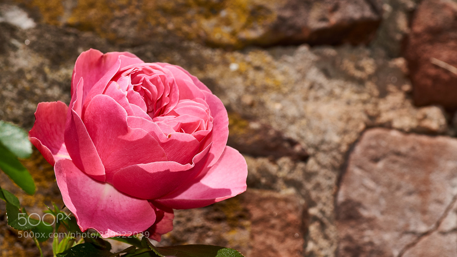 Sony SLT-A58 sample photo. Beautiful pink rose in photography