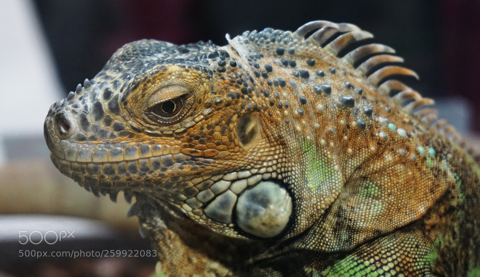 Sony a6000 sample photo. Lizard 4 photography