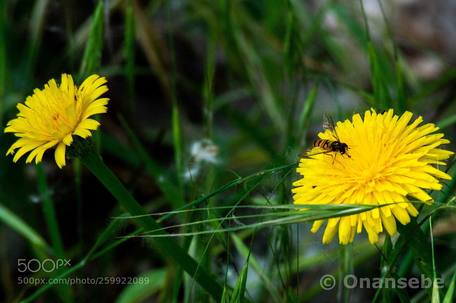 Nikon D5200 sample photo. Trabajando photography