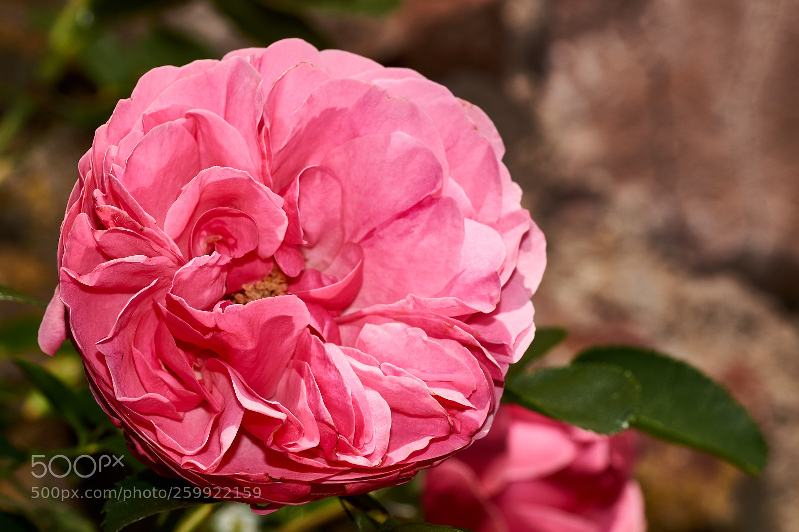 Sony SLT-A58 sample photo. Beautiful pink rose in photography