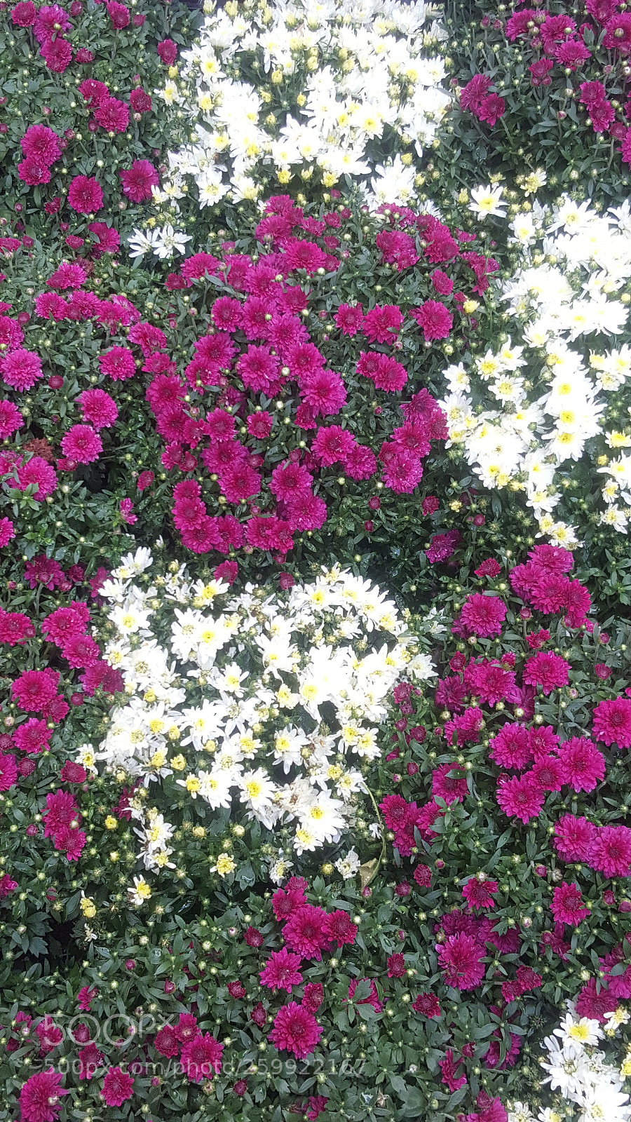Samsung GALAXY S6 edge sample photo. Flowers photography