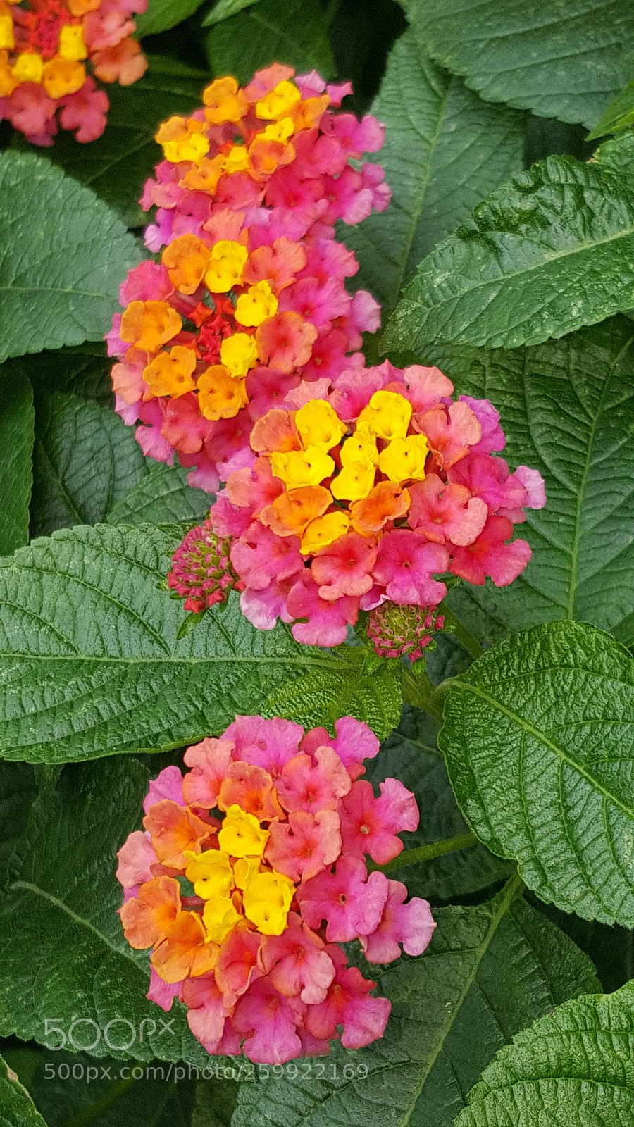Samsung GALAXY S6 edge sample photo. Flowers photography