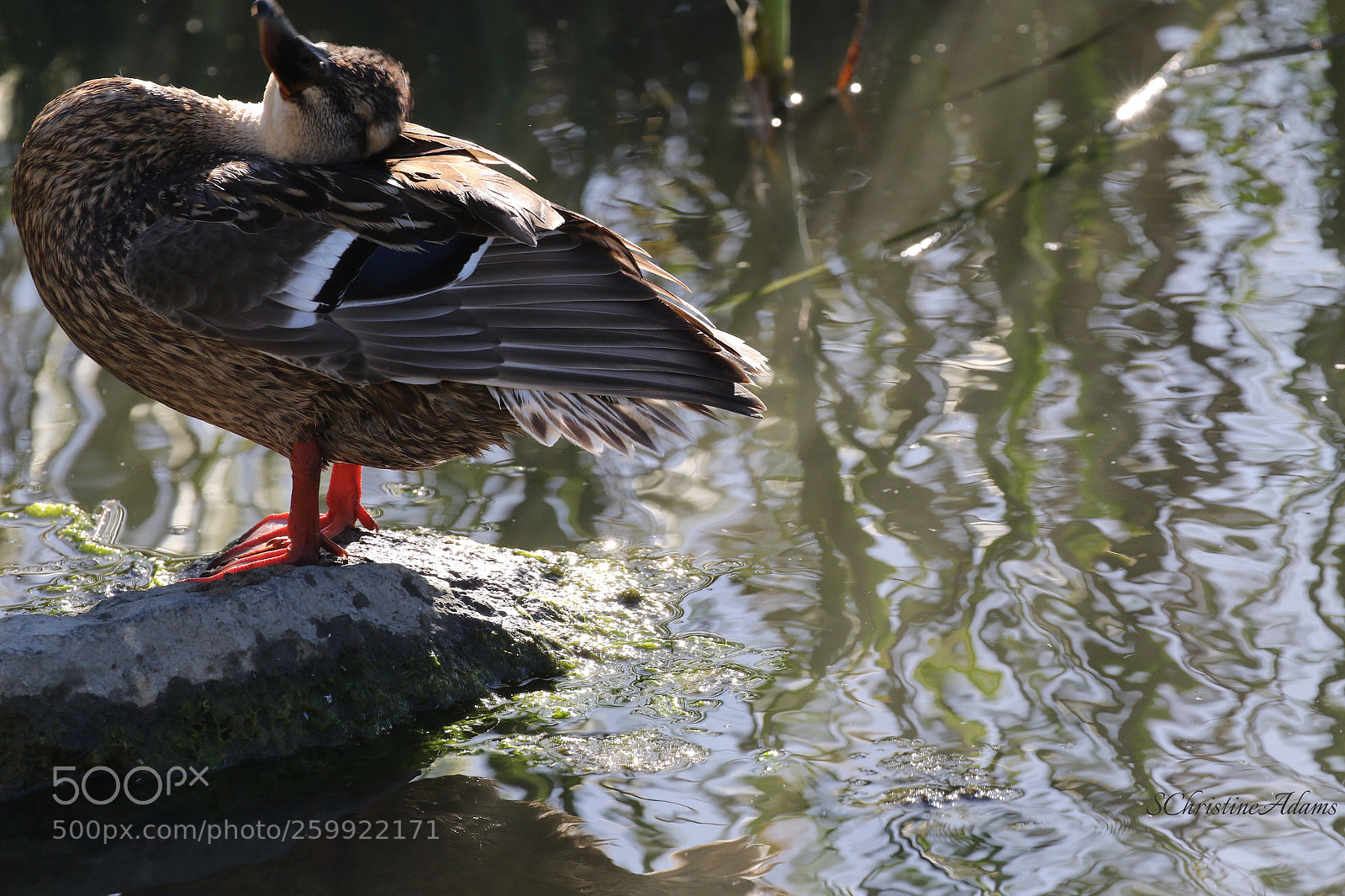 Canon EOS 7D Mark II sample photo. California sunbather photography