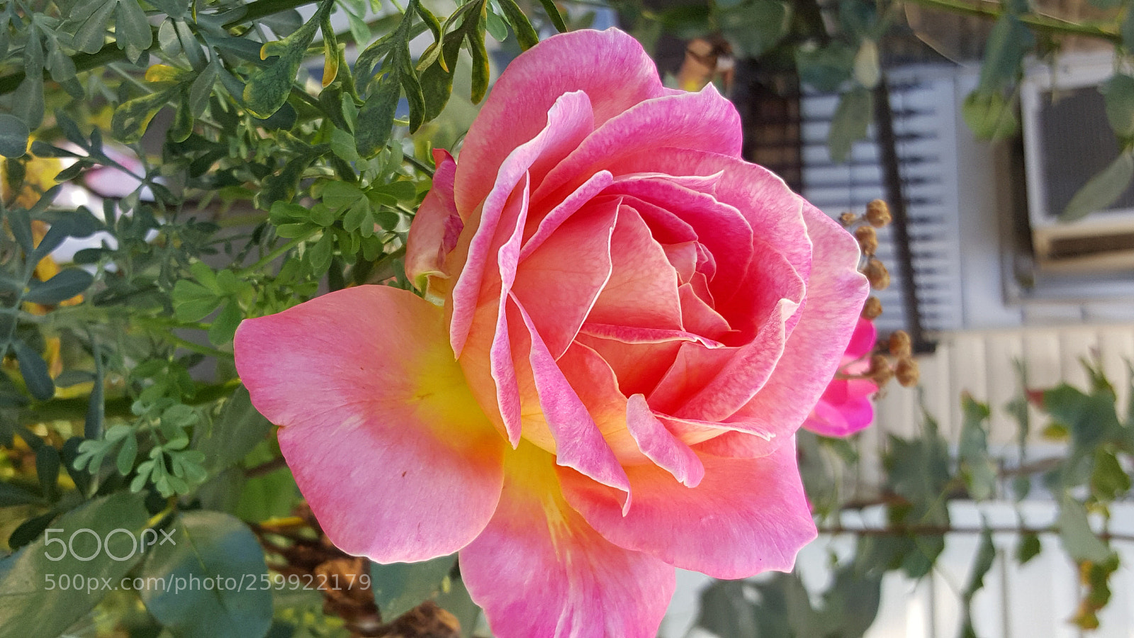 Samsung GALAXY S6 edge sample photo. Flowers photography