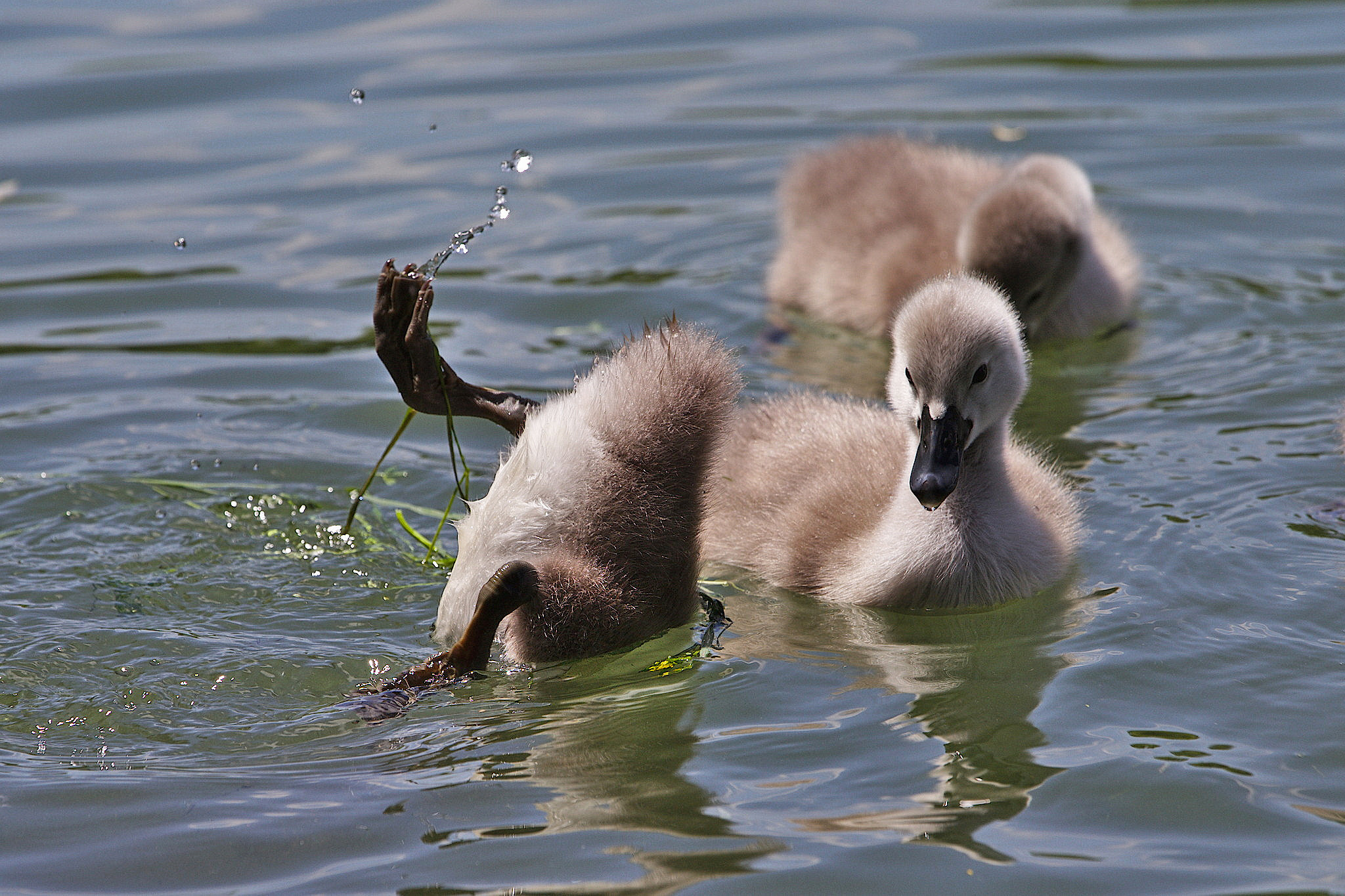 Canon EOS 6D + Canon EF 70-200mm F4L IS USM sample photo. Dive photography