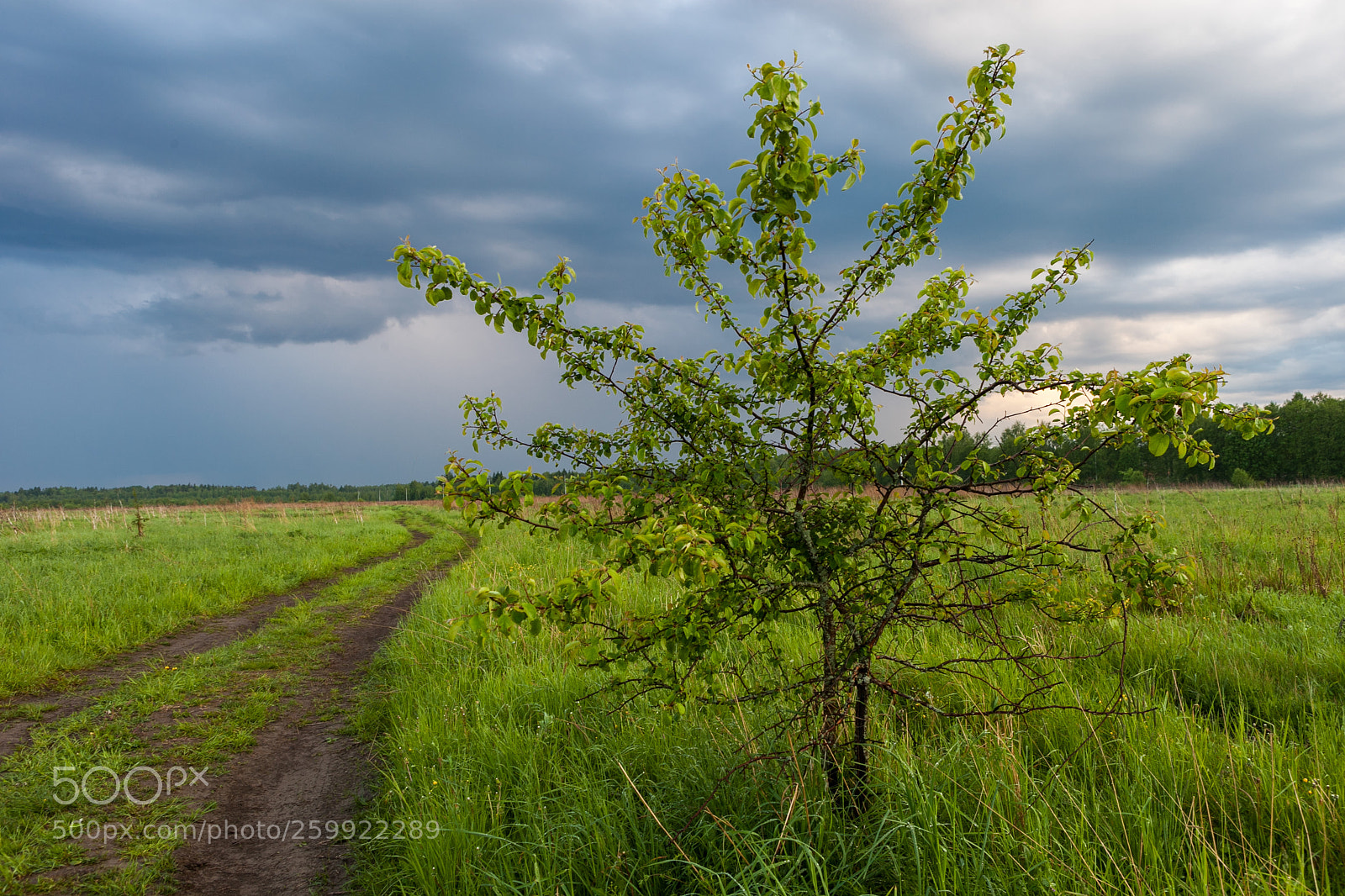 Canon EOS 5D Mark II sample photo. After rain photography