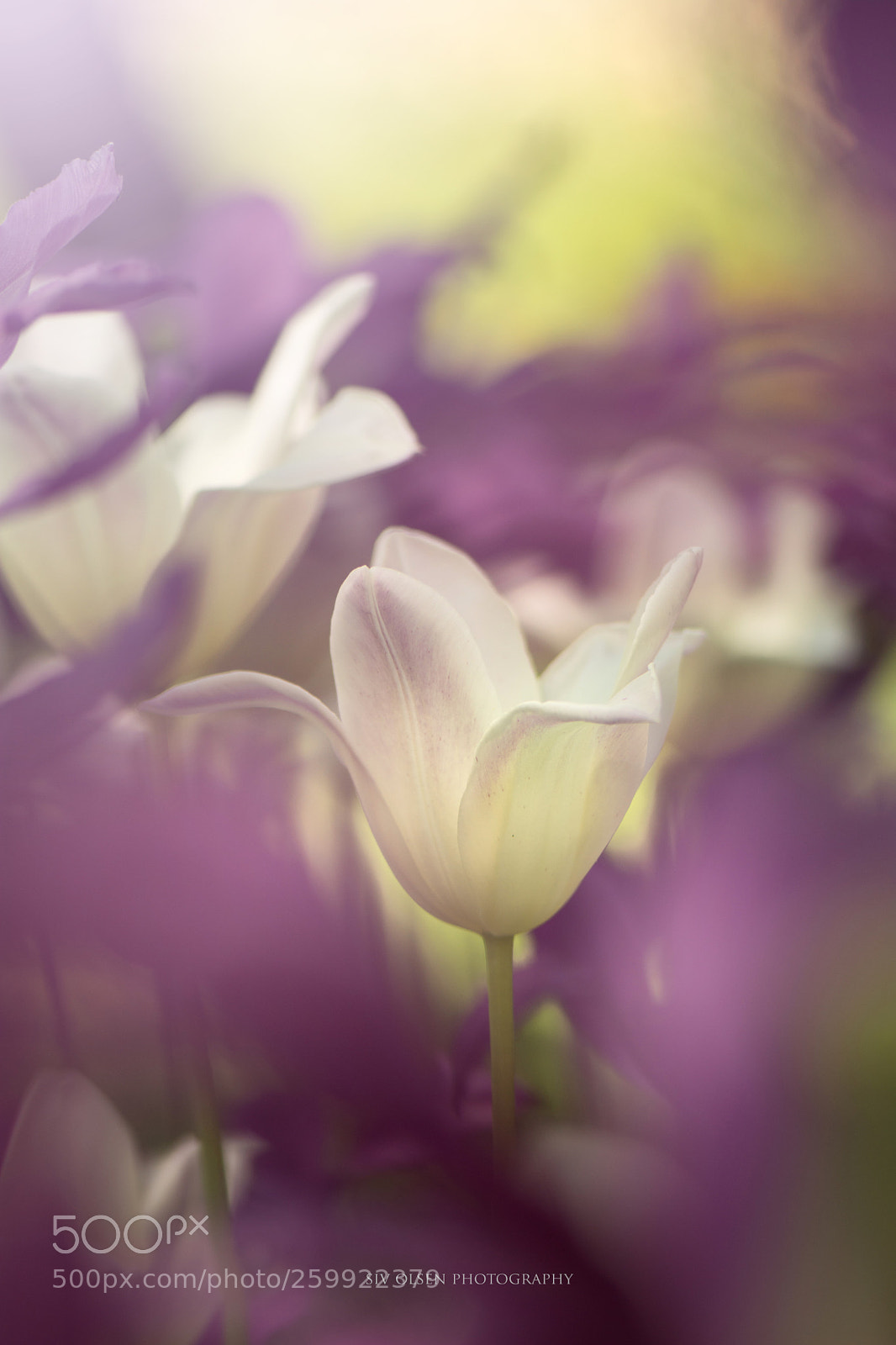 Nikon D7100 sample photo. ~ tulip ~ photography