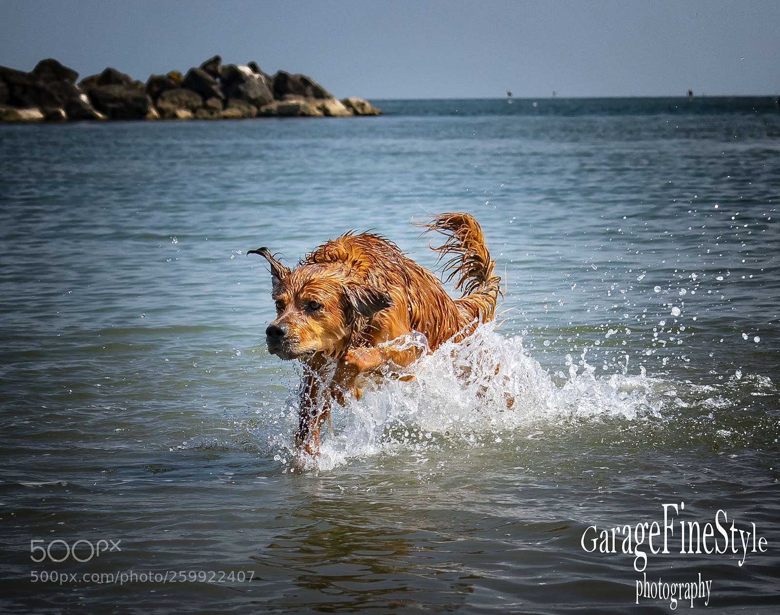 Nikon D5300 sample photo. ...instancabile! photography