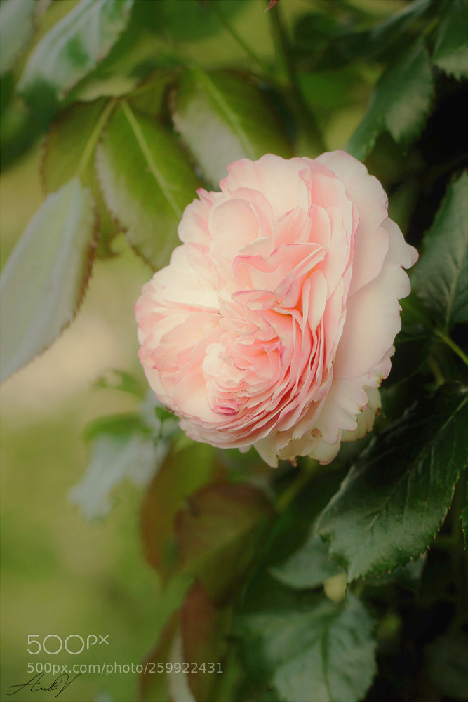 Canon EOS 7D sample photo. Une rose photography