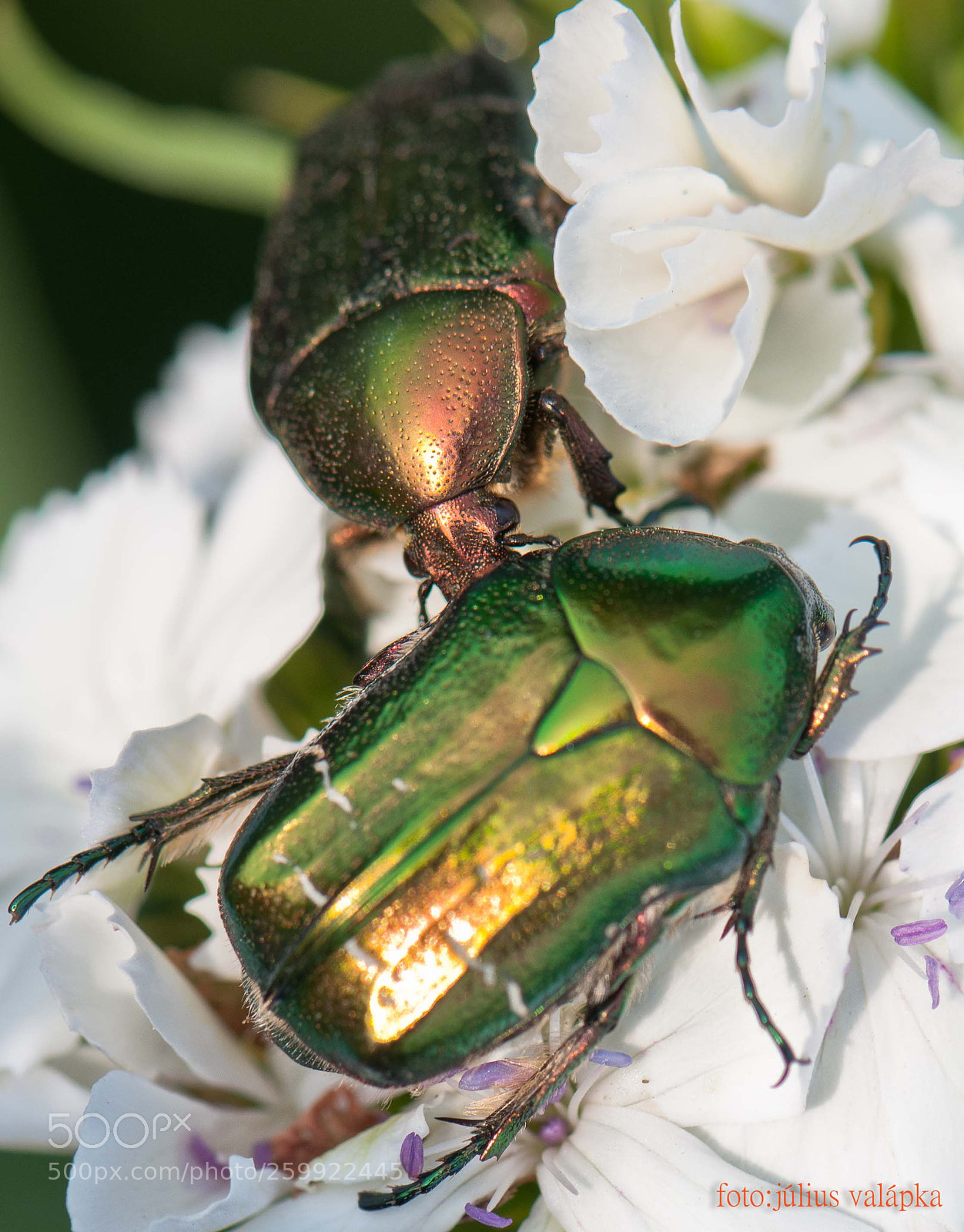 Nikon D300 sample photo. Rose chafers photography