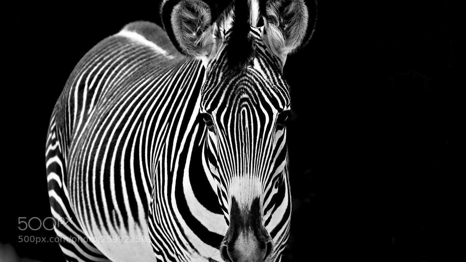 Canon EOS 5D Mark IV sample photo. Zebra photography
