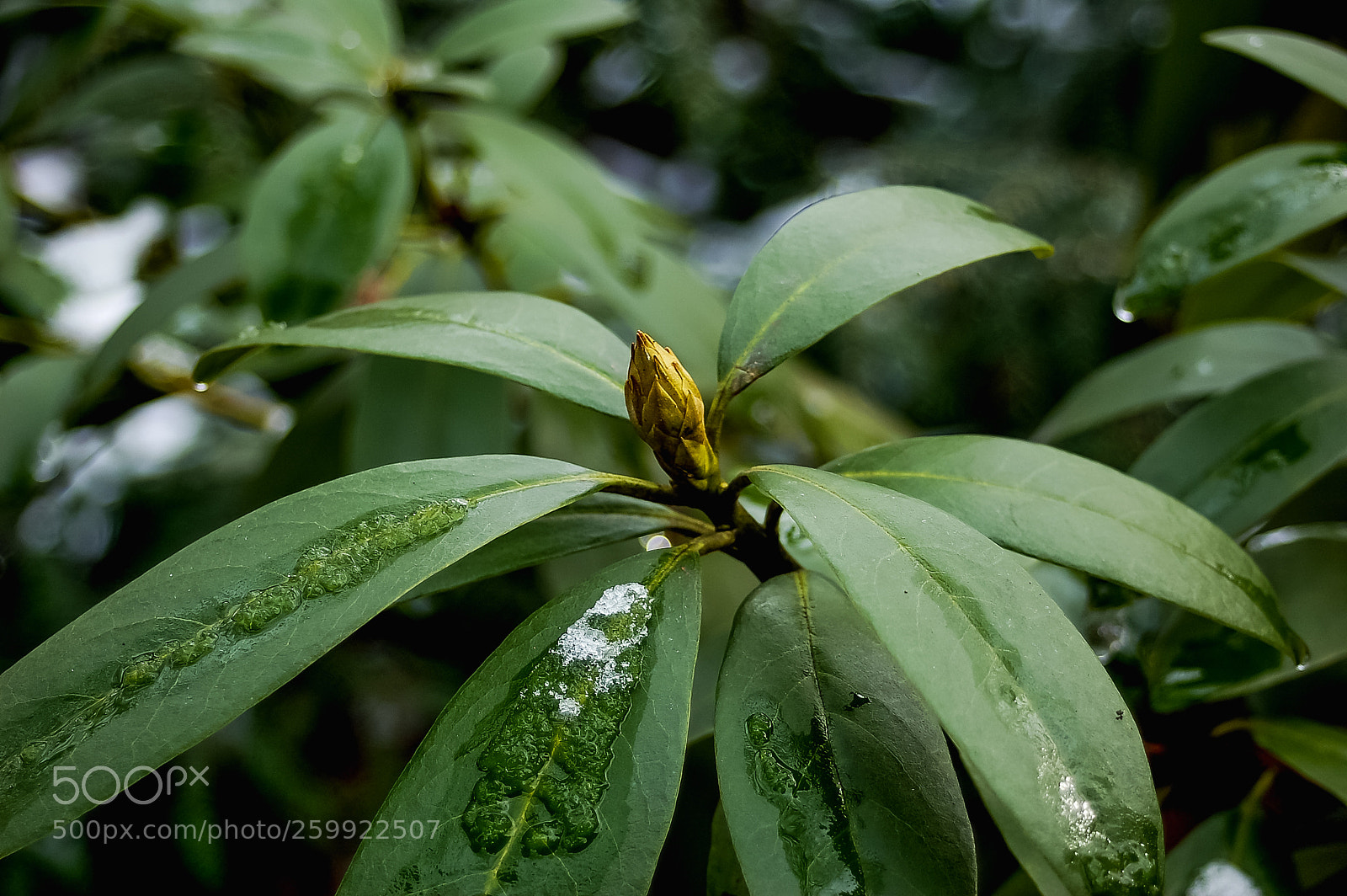 Nikon D50 sample photo. Flowers photography
