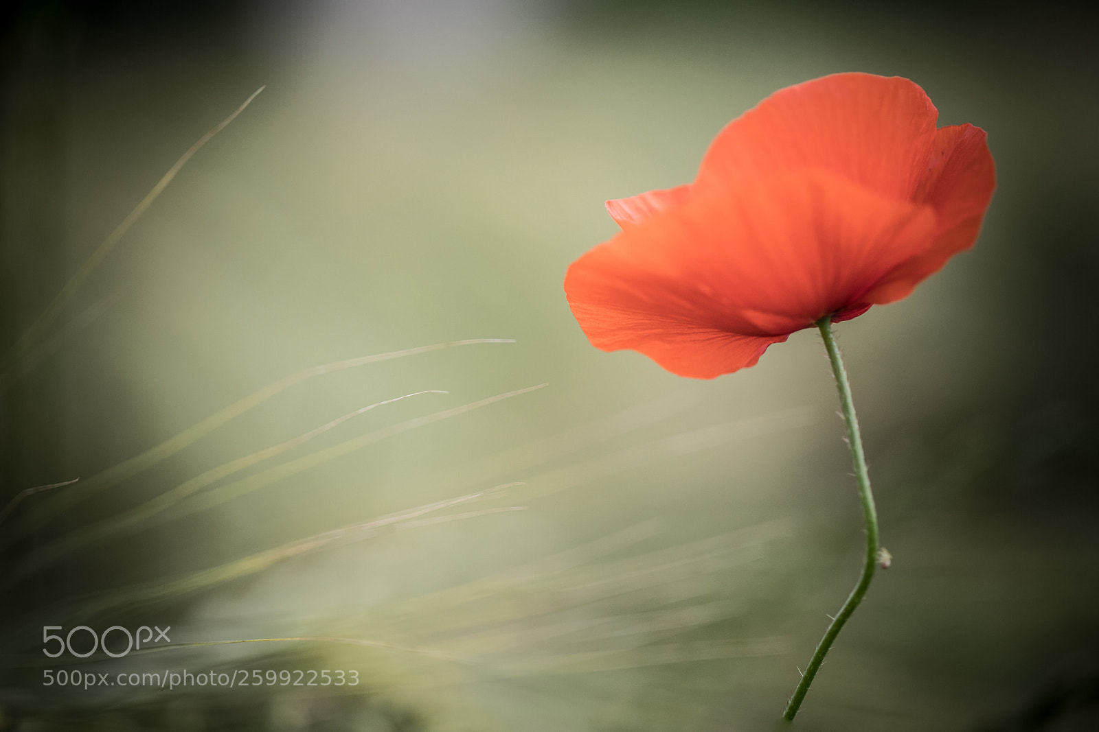 Canon EOS 5D Mark IV sample photo. Sans titre photography
