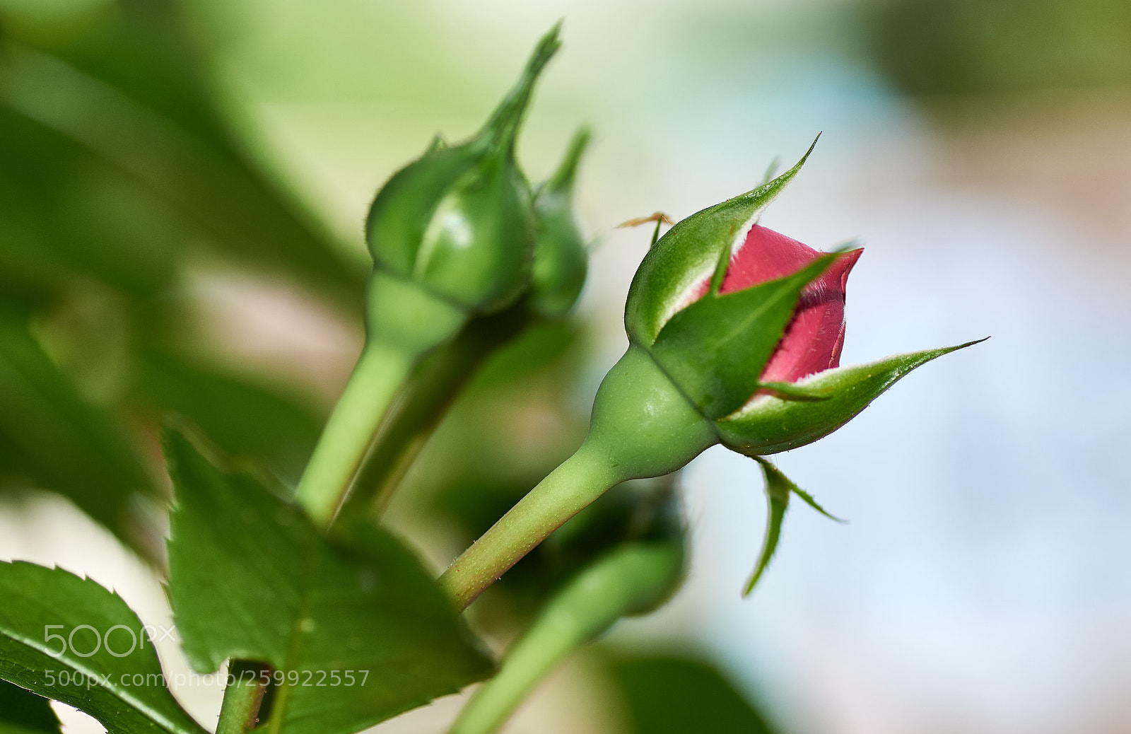 Sony SLT-A58 sample photo. Beautiful pink rose in photography