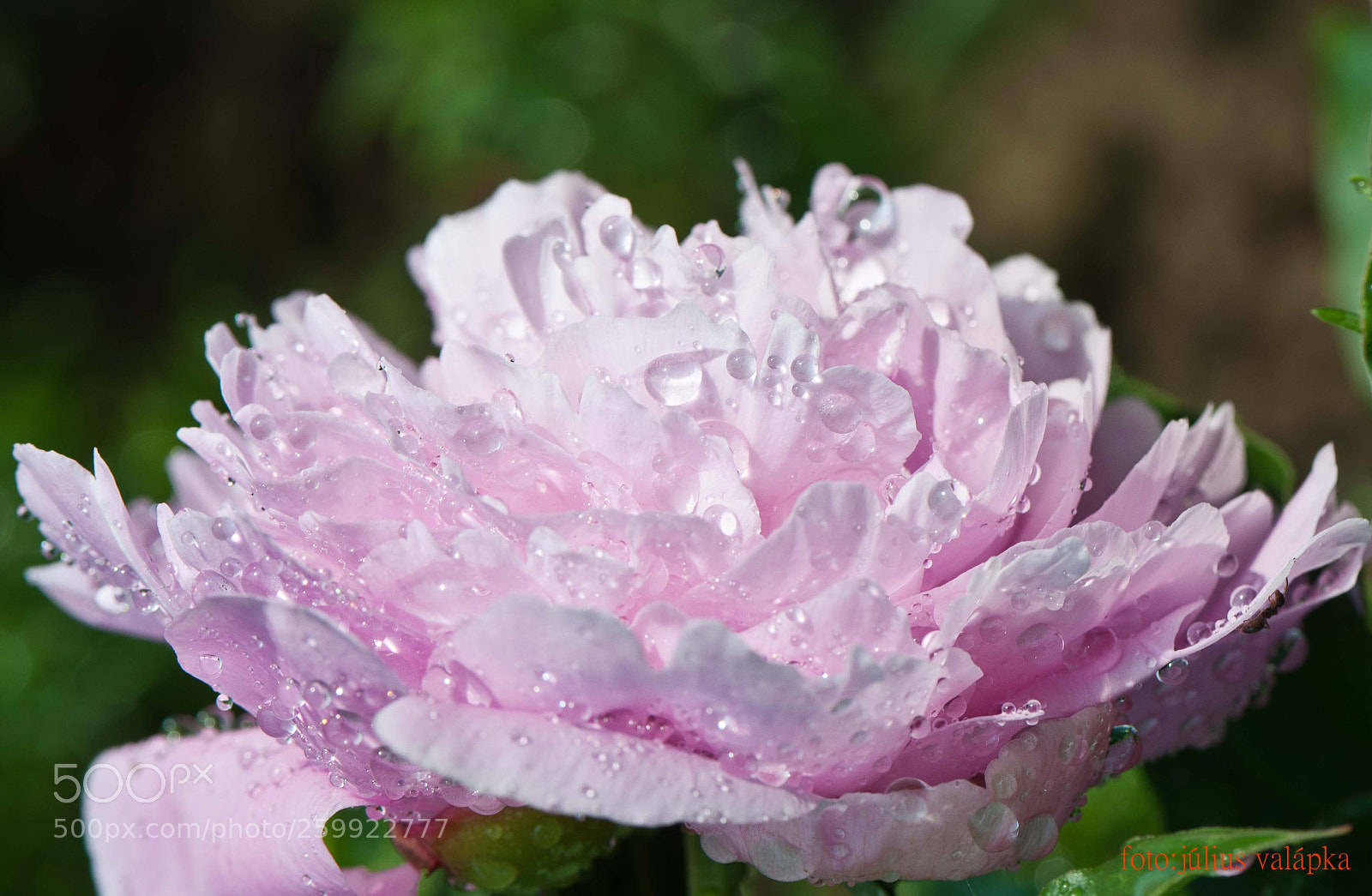 Nikon D300 sample photo. Flowering peon photography