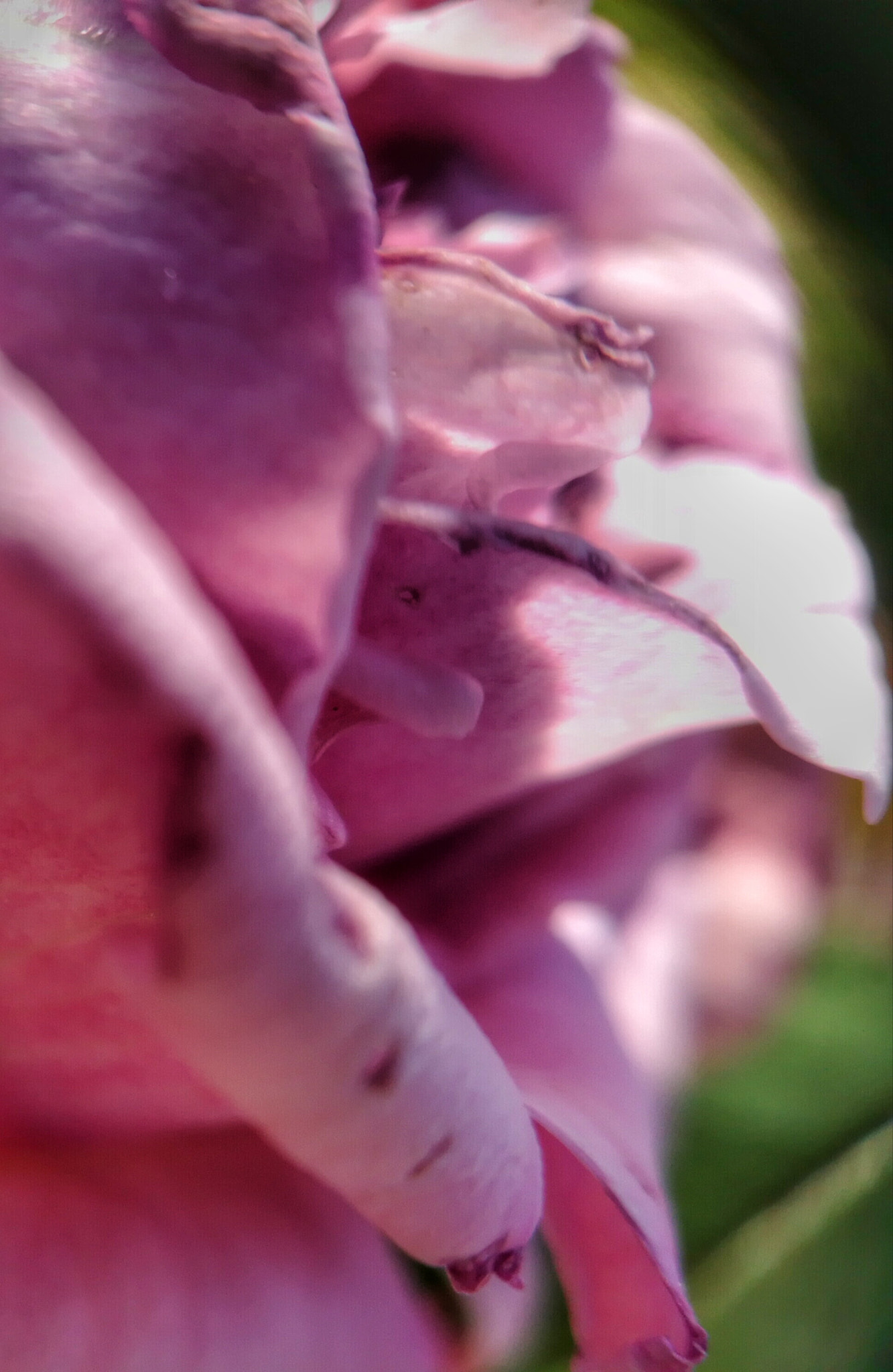 HUAWEI P9 Plus sample photo. Petals photography