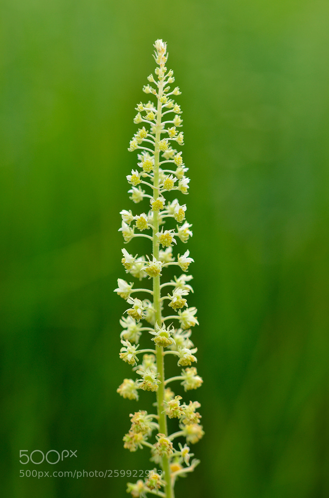 Nikon D7000 sample photo. Lonely photography