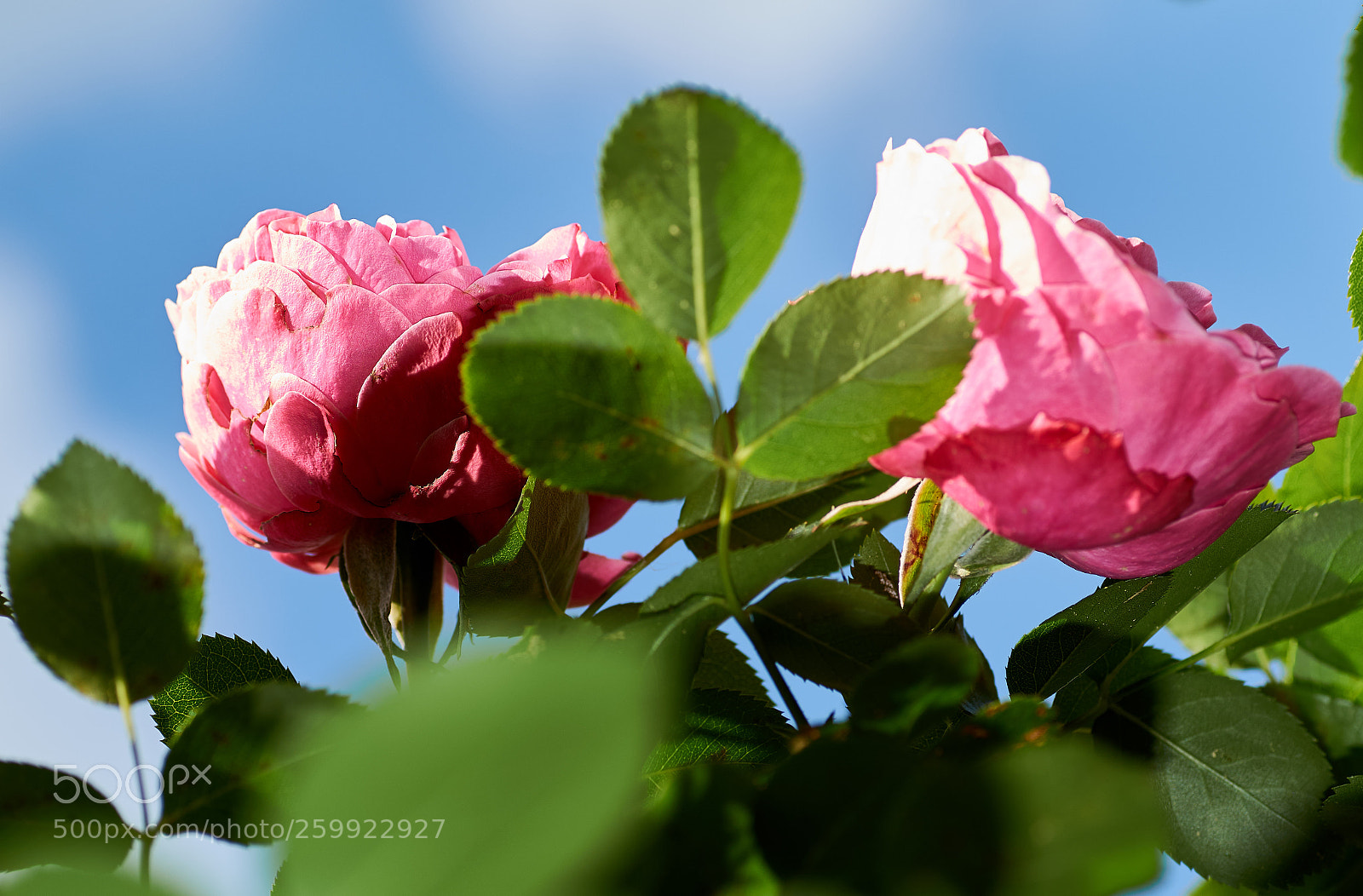 Sony SLT-A58 sample photo. Beautiful pink rose in photography