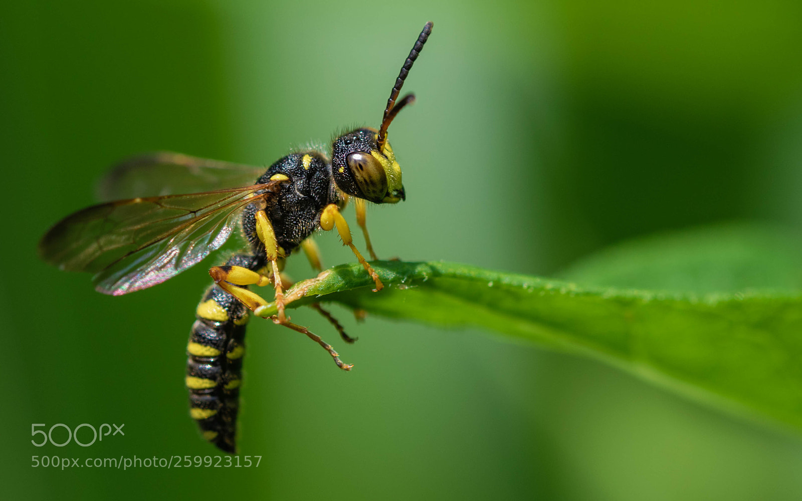 Nikon D5300 sample photo. Sand tailed digger wasp photography