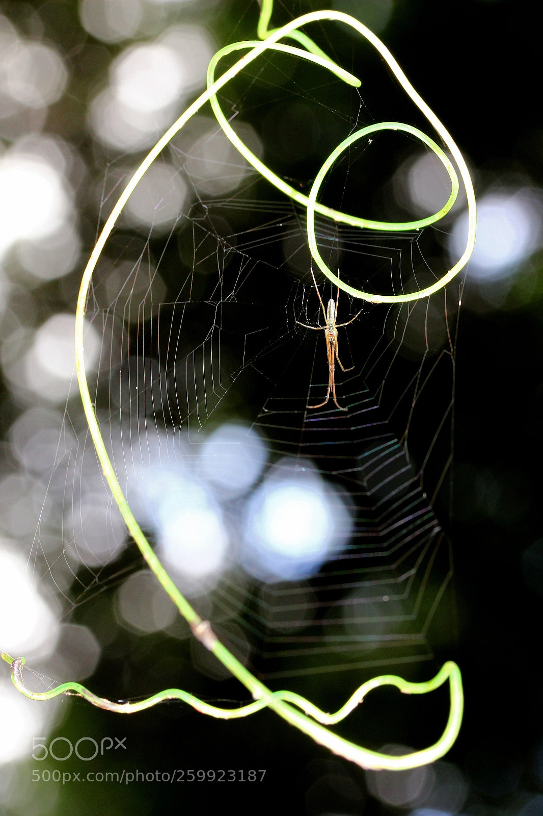Canon EOS 600D (Rebel EOS T3i / EOS Kiss X5) sample photo. Fantastique photography