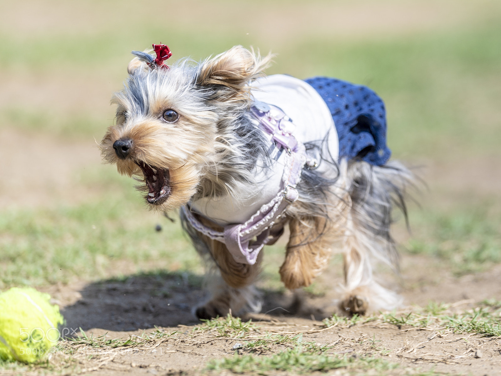 Nikon D5 sample photo. Run! photography