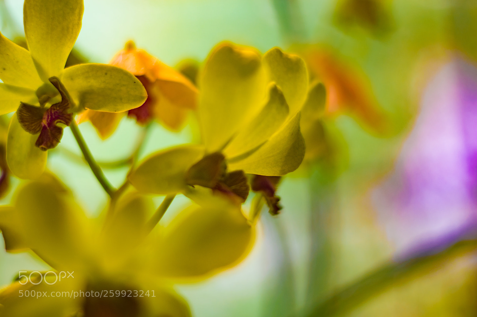 Nikon D5300 sample photo. The yellow orchid photography