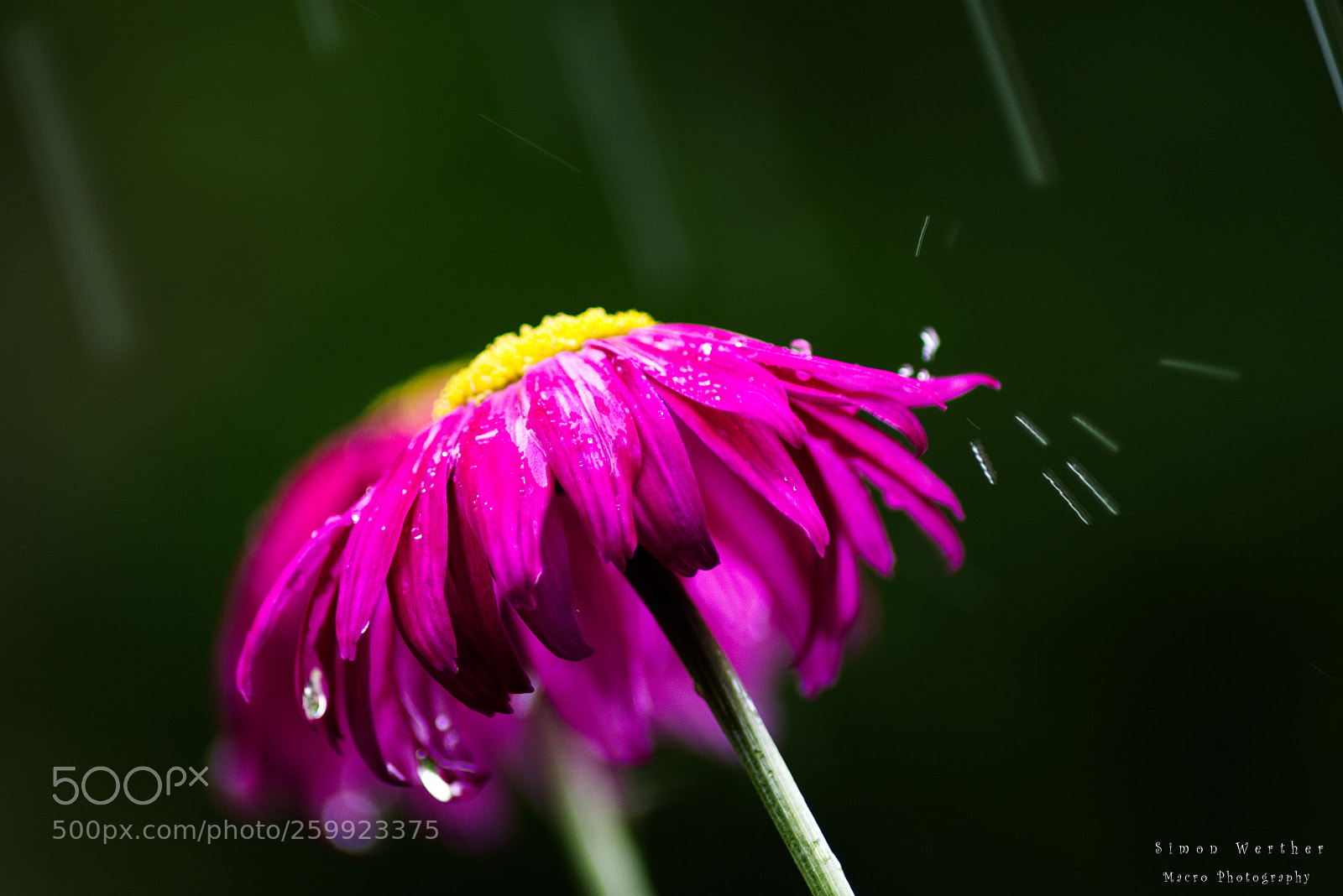 Nikon D5600 sample photo. Summer rain 2 photography