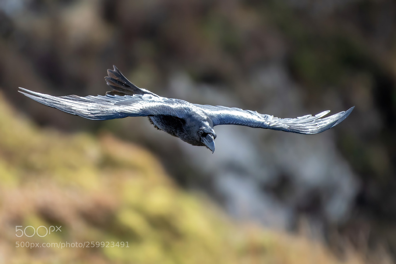 Nikon D500 sample photo. Raven fly by photography