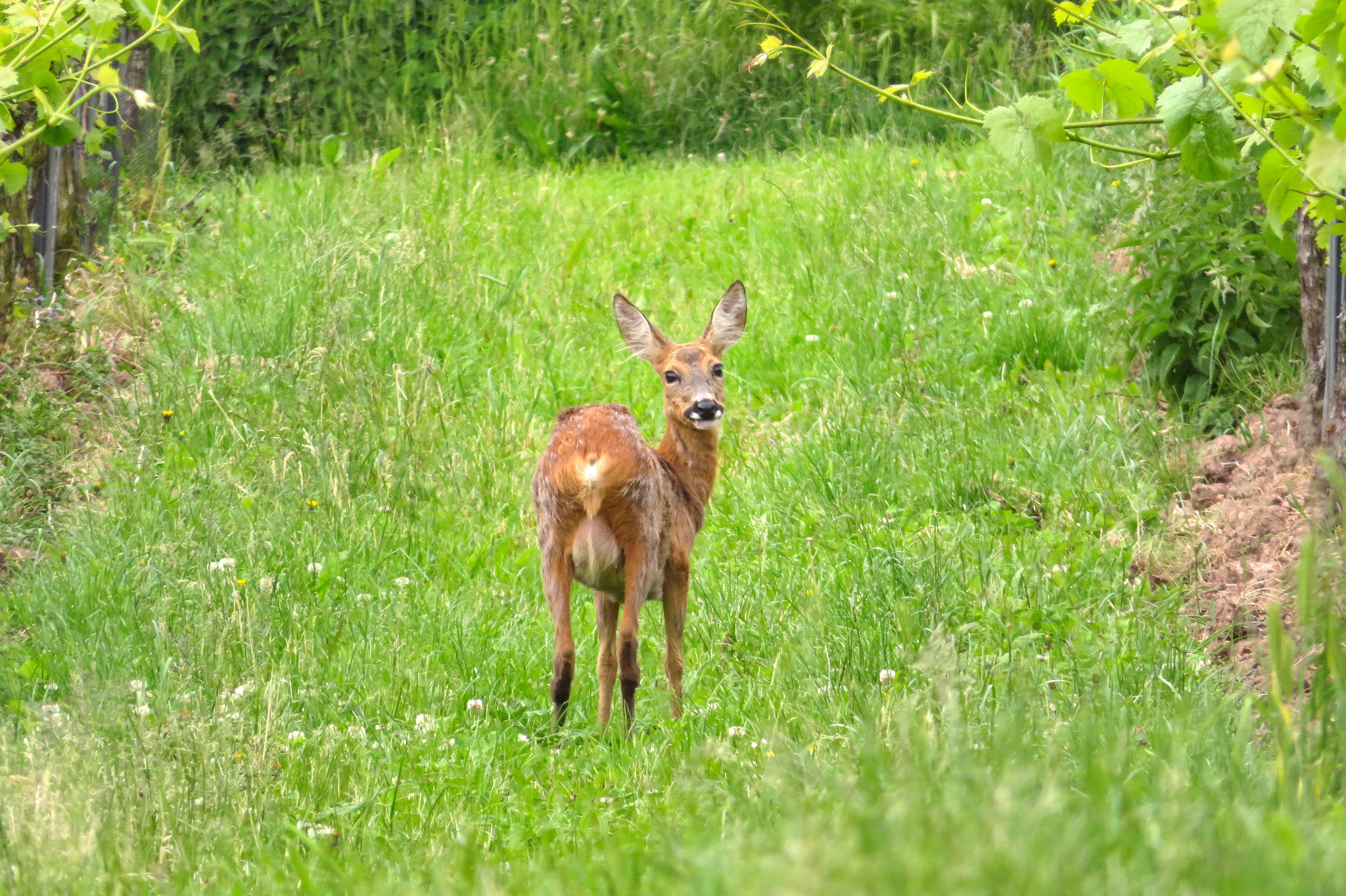 Canon PowerShot SX730 HS sample photo. Wild animals from odenwald photography