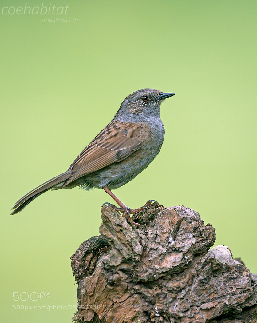 Nikon D800 sample photo. Dunnock photography