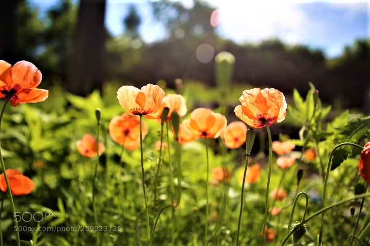 Canon EOS 6D sample photo. Untitled photography