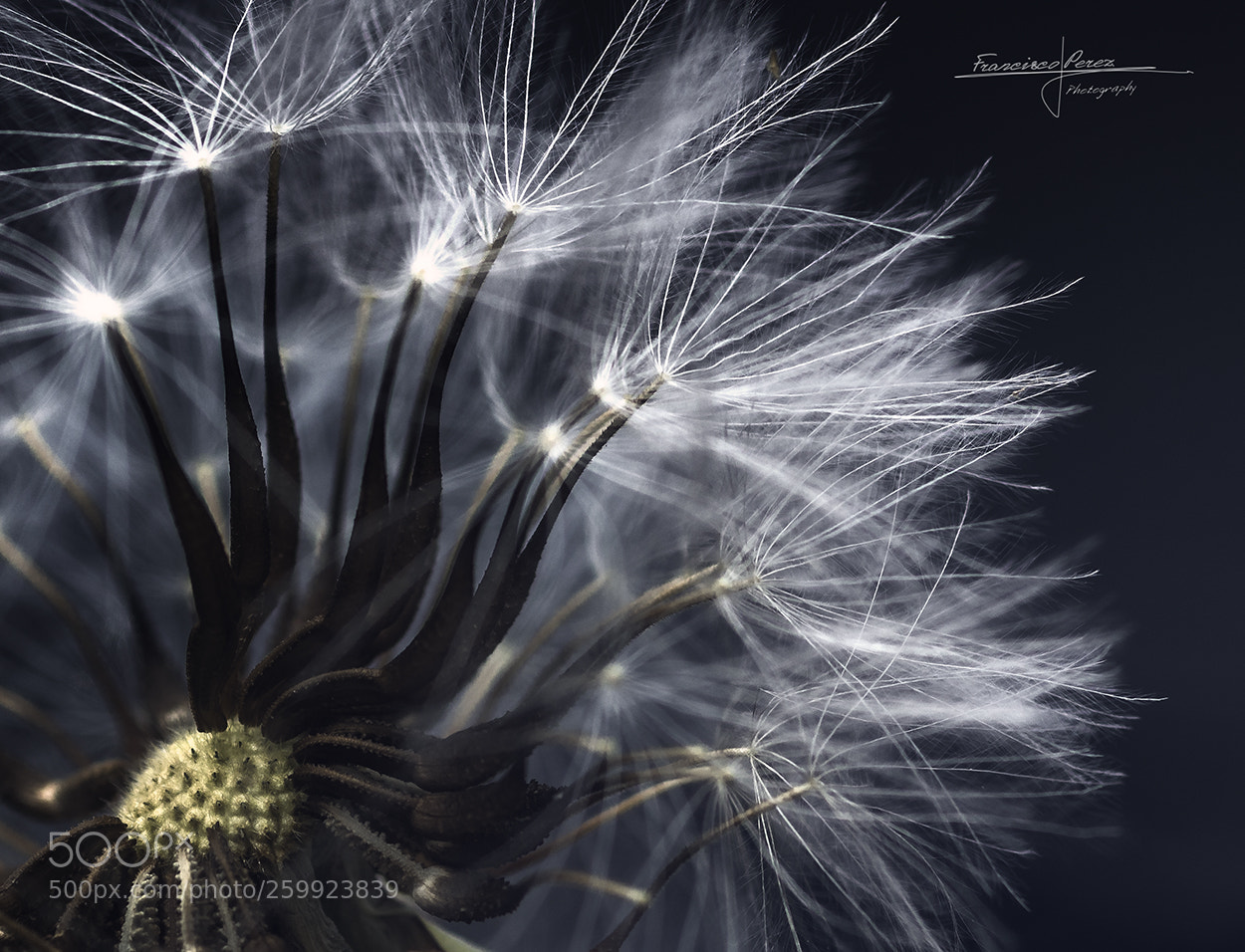 Pentax K-3 sample photo. Dandelion photography