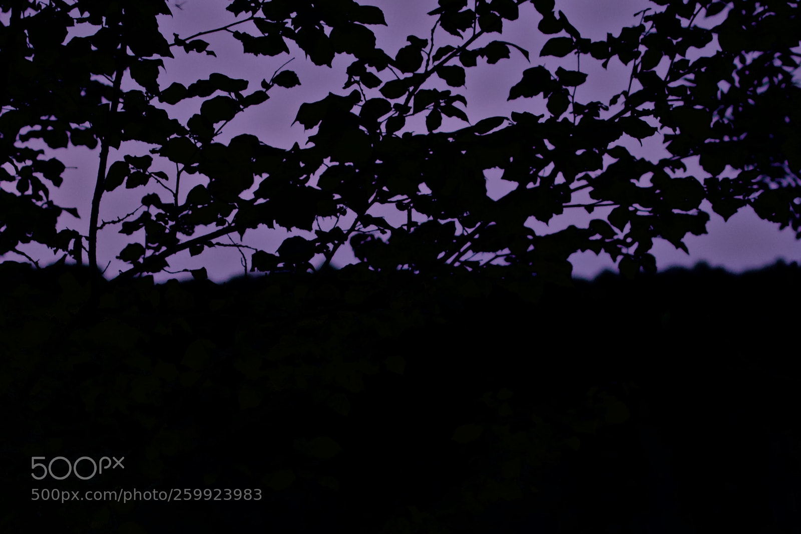 Nikon D3300 sample photo. Silhouette sunset photography