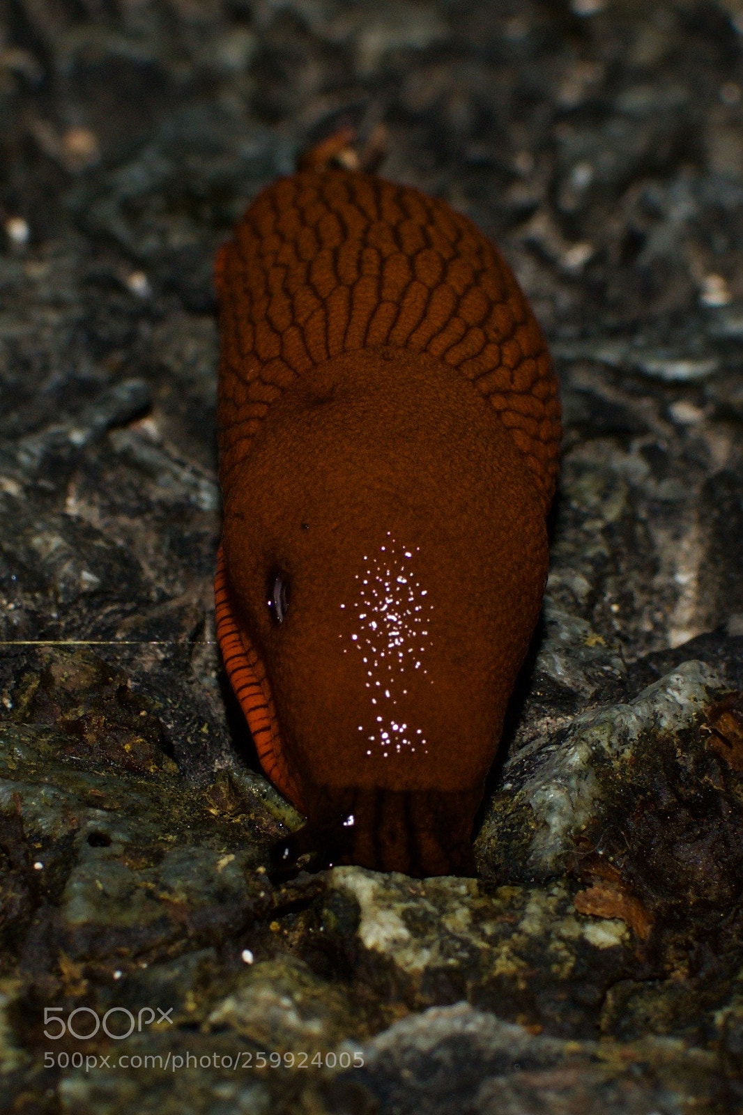 Nikon D3300 sample photo. Slug photography