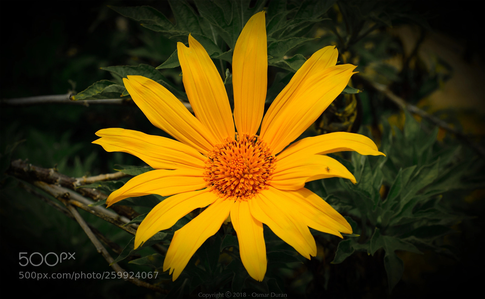 Nikon D200 sample photo. Yellow petals photography