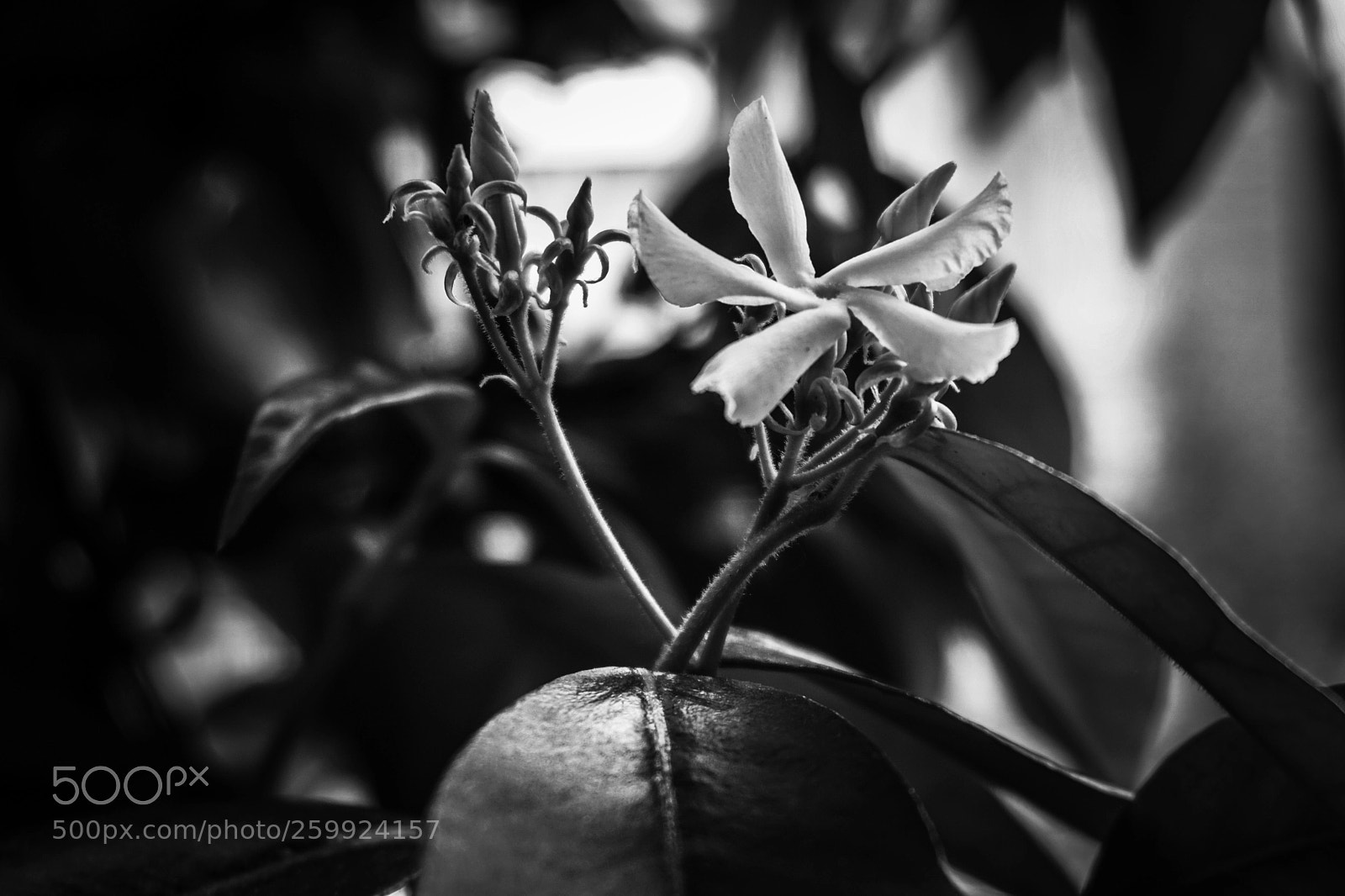 Sony a6000 sample photo. Jasmine photography